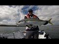 Kingfish mayhem on Lake Macquarie - 5 legals caught !