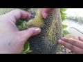 🌻Harvesting sunflower seeds!🌻