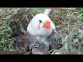 Feathered Family Chronicles Day 12: A Heartwarming Journey of Bird Parents Raising Their Newborns