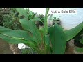 SEMAI BUNCIS,TERONG,SAMHONG KING,MANFAAT PUPUK CANGKANG TELUR/Vlog Berkebun@Yuli n Bela Billa