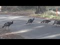 Turkey flock in Montana de Oro State Park