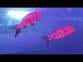 Fish Tank ColorfulFish #fish #Fishtank #colorful #DifferentFishes #fishvideo #like #share #subscribe