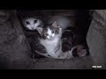 Calico baby kittens hiding in a hole