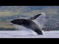 2018 Maui Whale watching