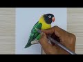 Realistic drawing Lovebird using color pencil