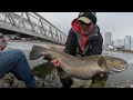 SIGHT Fishing Giant 25+lb Brown trout ( Public shore fishing)