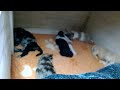 Cute puppy livestream - Goldendoodle puppy cam Thursday May 23rd, 2024