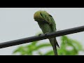 #nature #birds#wildlife #The Asian green bee-eaterఆసియన్ గ్రీన్ బీ-ఈటర్,