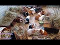 Our girl group guinea pigs are waiting for food!