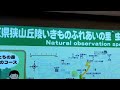 Forest- My Neighbor Totoro- Sayama Hills Walking Tour - Saitama| Travel Japan | DJI Osmo Pocket