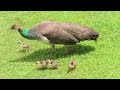 Moments of 5 May Peachicks