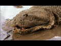Anaconda - The Silent Killer | Free Documentary Nature