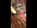 My budgie loves watching your vidoe she even playerd with her budgie toy