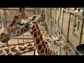 Hilarious Giraffe Face at Blair Drummond Safari Park - 8K Resolution Footage!