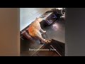 IMPOSSIBLE TRY NOT TO LAUGH 😘 Funny Animal Moments 🙀