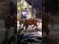 Chillin with these lovely Tigers