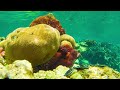 The Colors of the Ocean 4K Octopus, Underwater Wonders + Relaxing Music  4K Relaxation Video