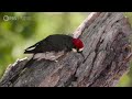 Acorn Woodpecker Family Guards Their Stash