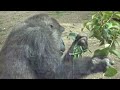 A tire thrown by son gorilla hits Silverback. Then,,,,,｜Momotaro family