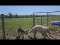 Sheep Vlog: Updates