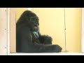 Gorilla girl who wants to give a present to his keeper🎁 Shabani Group