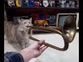 cat trumpet.mp3