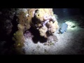 PT 2 Cutest Tropical Fish CAUGHT With MY HANDS + Moray Eel Eats On Camera