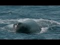 Big Is Beautiful - Giants of Nature | Full Nature Documentary