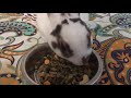 Cute Pet Rabbit 🐇
