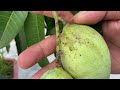 SUPER SPECIAL TECHNIQUE for breeding MANGO from Pepsi~onions, stimulating super fast growth