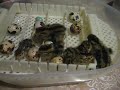 Baby quails (Video 1)