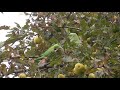Parakeets Eating Apples at Babbs Mill Lake