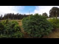 Outdoor Medical Grow 4 Month Timelapse