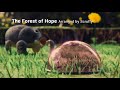 Pikmin Arrangement - The Forest of Hope