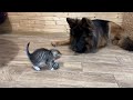 German Shepherd's Reaction to Kittens Stealing his Favorite Toy