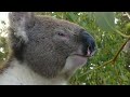 Patting pet Koala bear in the backyard.