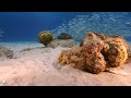 Calming Coral Reef Aquarium Collection 4K (ULTRA HD) - Best Relax Music • Sleep Music #3