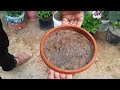 طريقة عبقرية لزراعة نبات القرنفل من البذور في المنزل _كيف تزرع القرنفل من البذور بسهولة