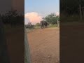 Elephant lifts safari truck in South Africa