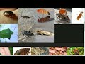 The Insect Tier List