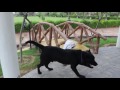 Dog Training of labra , saint bernard