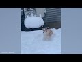 There are two types of DOGS in the world 🤣 Funny Animals Videos 2024