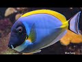 4K Underwater Animals with Relaxing Music for Ultimate Relaxation