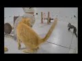 😹 Try Not To Laugh Dogs And Cats 😆🐈 Best Funny Animals 2024 😅