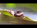 Western Giant Swallowtail Caterpillar Eating