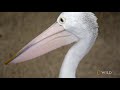 Australian Pelicans Take a Walk | Secrets of the Zoo: Down Under