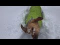 Slow Motion Dog in Snow