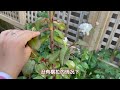 藤本月季春花修剪，慷慨的园丁The Generous Gardener，复花性强的藤本月季，月季介绍，坐标多伦多