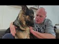 German Shepherd got attitude when her dad petted another dog | Funny Dog 2023 😂