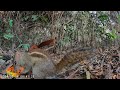 Feeding Wild animals part3, Beautiful Birds, Red Squirrels 🐿️ & Palm Squirrels Eating Food